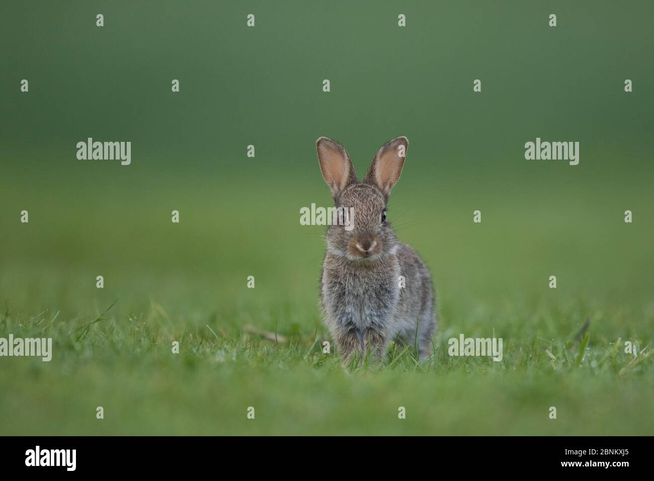 Lapin (Oryctolagus cuniculus) la Bourgogne, France. Banque D'Images
