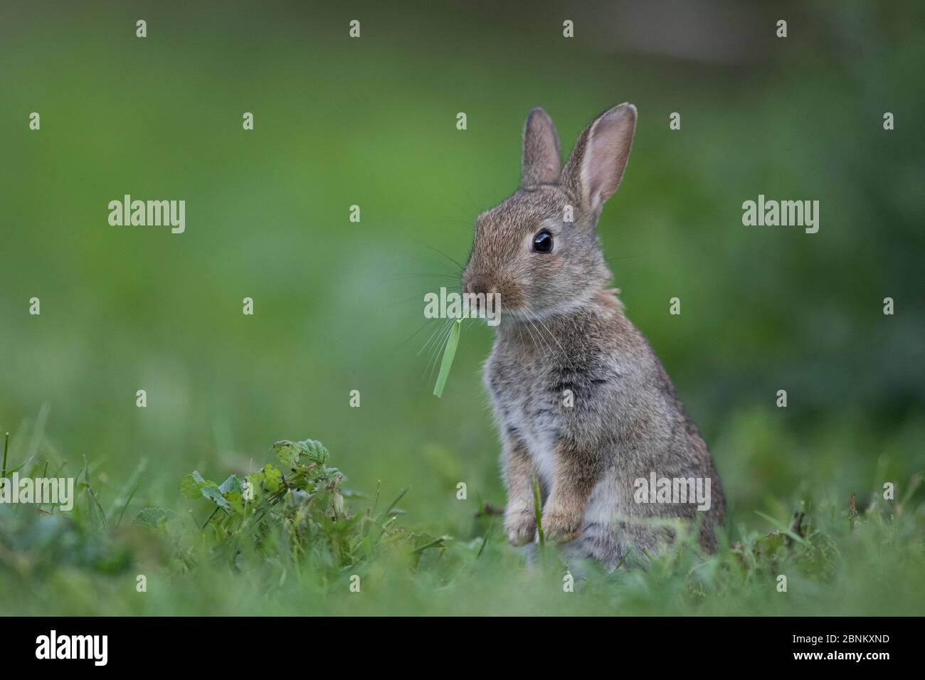 Lapin (Oryctolagus cuniculus) la Bourgogne, France. Banque D'Images