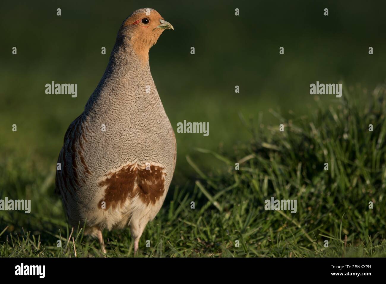 Perdix perdrix gris (Perdix perdix) homme, Bourgogne, France, avril. Banque D'Images