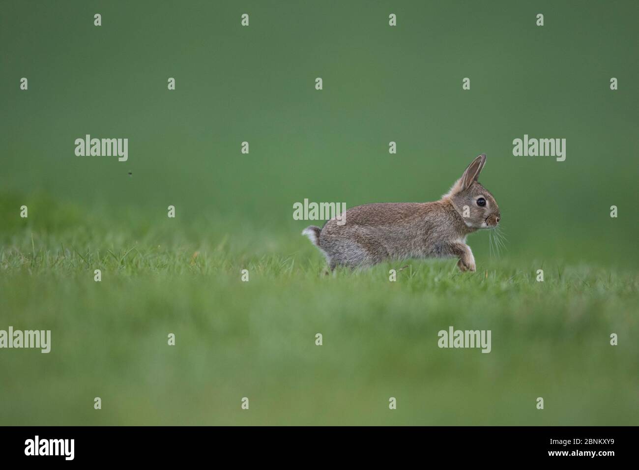 Lapin (Oryctolagus cuniculus) la Bourgogne, France. Banque D'Images