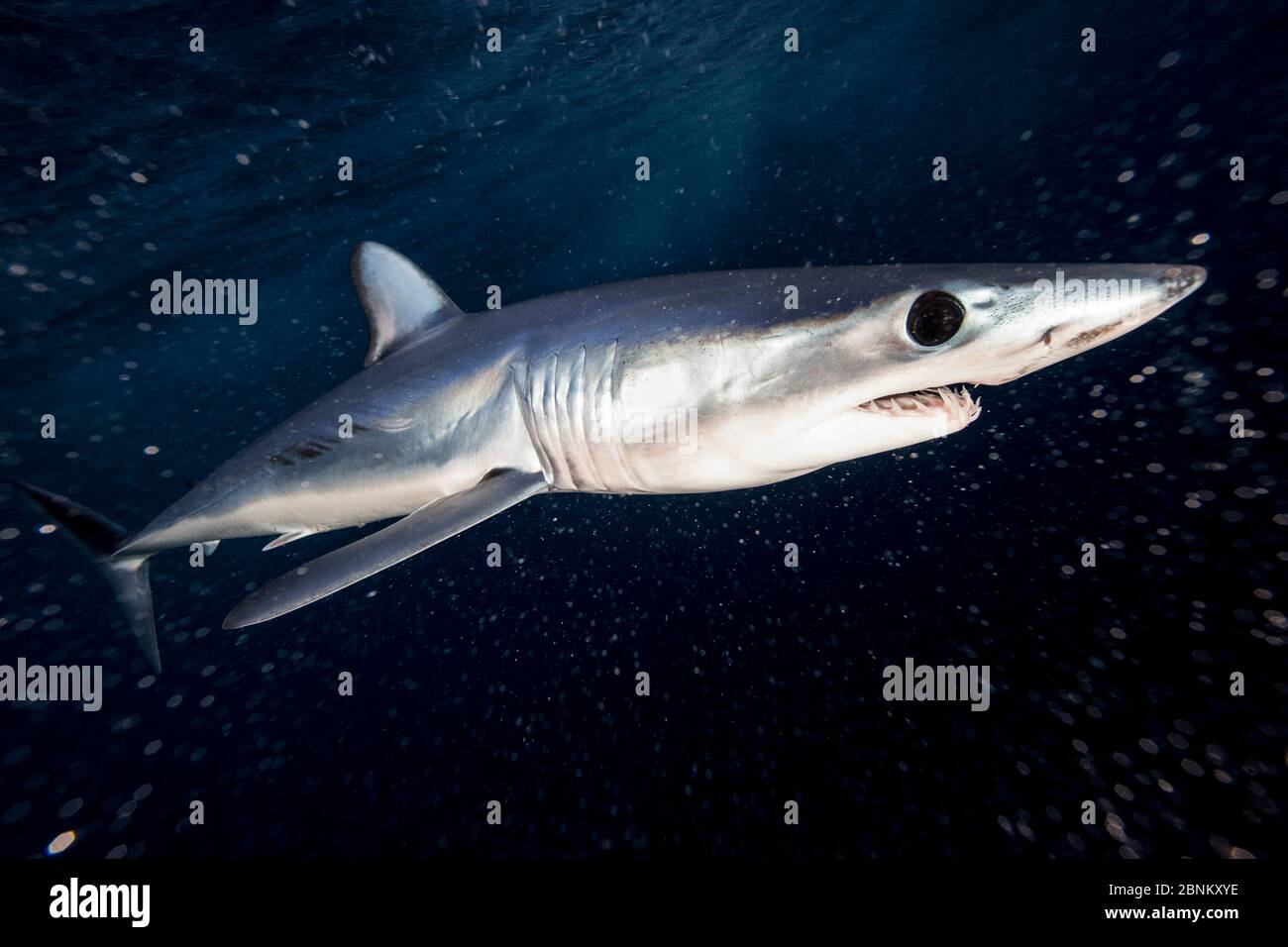 Requin-taupe bleu (Isurus oxyrinchus) juste en dessous de la surface la nuit, au large de la côte est d'Auckland, Nouvelle-Zélande, mai Banque D'Images