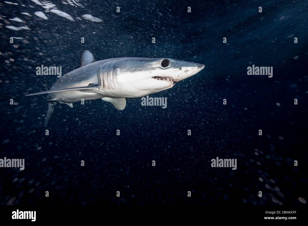 Requin-taupe bleu (Isurus oxyrinchus) juste en dessous de la surface la nuit, au large de la côte est d'Auckland, Nouvelle-Zélande, mai Banque D'Images