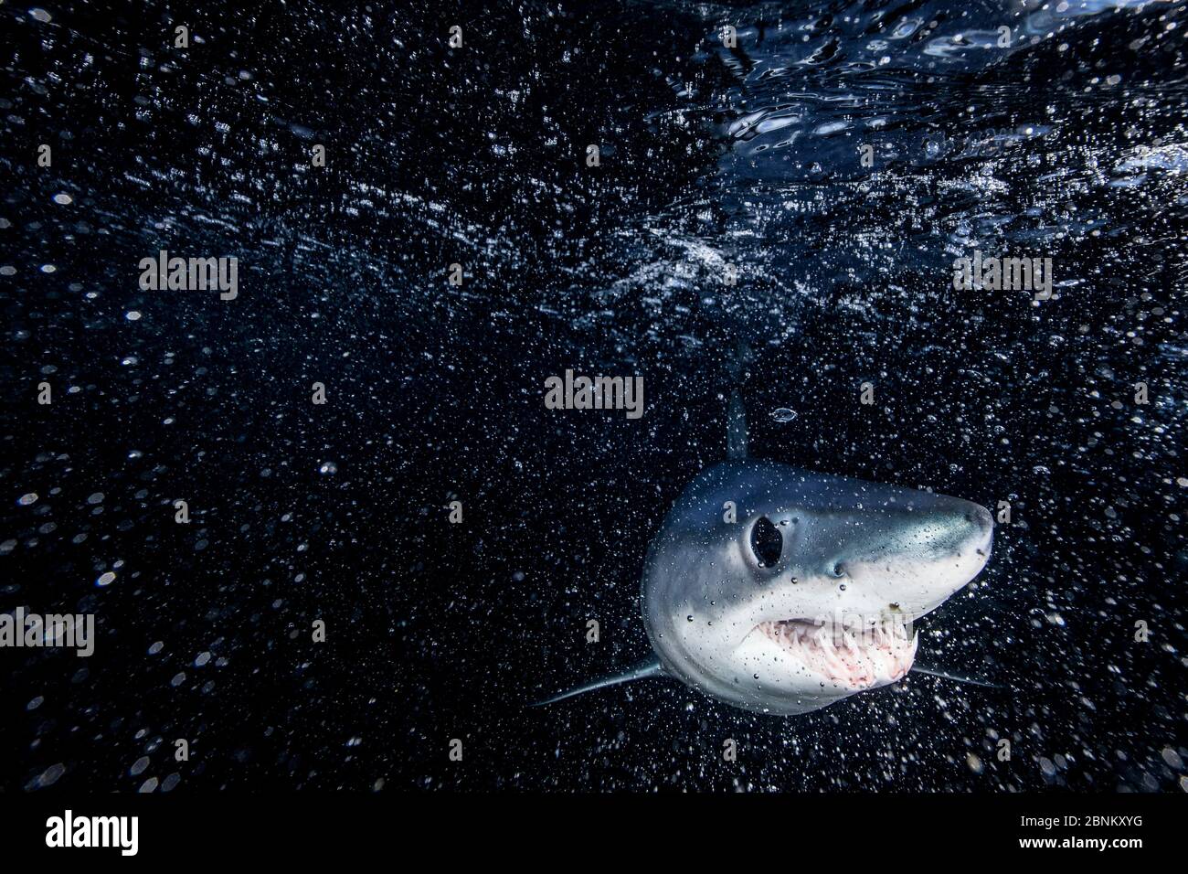Requin-taupe bleu (Isurus oxyrinchus) juste en dessous de la surface la nuit, au large de la côte est d'Auckland, Nouvelle-Zélande, juin 2015 Banque D'Images