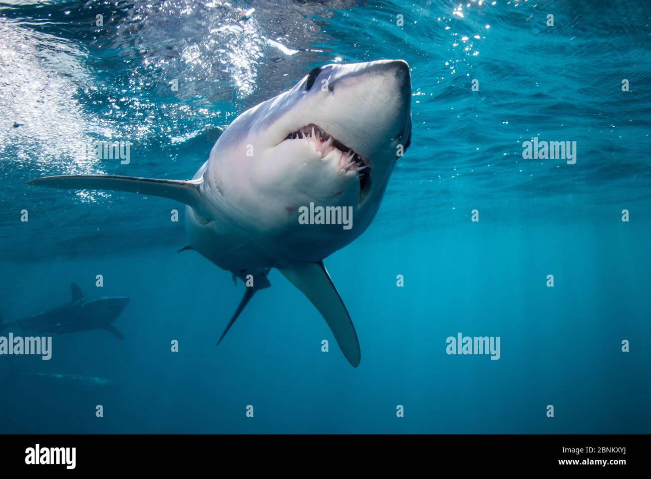 Le requin-taupe bleu (Isurus oxyrinchus) se dirige juste en dessous de la surface, un autre en arrière-plan, au large de la côte ouest d'Auckland, en Nouvelle-Zélande, février Banque D'Images