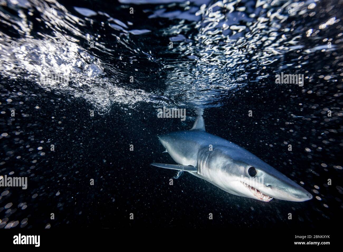 Requin-taupe bleu (Isurus oxyrinchus) juste en dessous de la surface la nuit, au large de la côte est d'Auckland, Nouvelle-Zélande, juin 2015 Banque D'Images