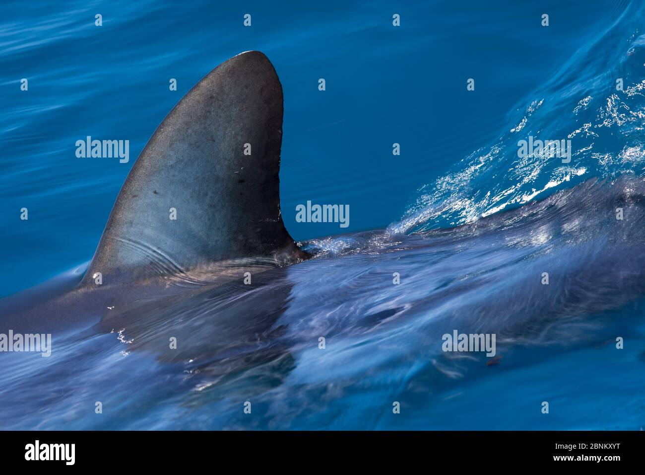 Requin-taupe bleu (Isurus oxyrinchus) nageoire dorsale coupant la surface, au large de la côte ouest d'Auckland, Nouvelle-Zélande, février Banque D'Images