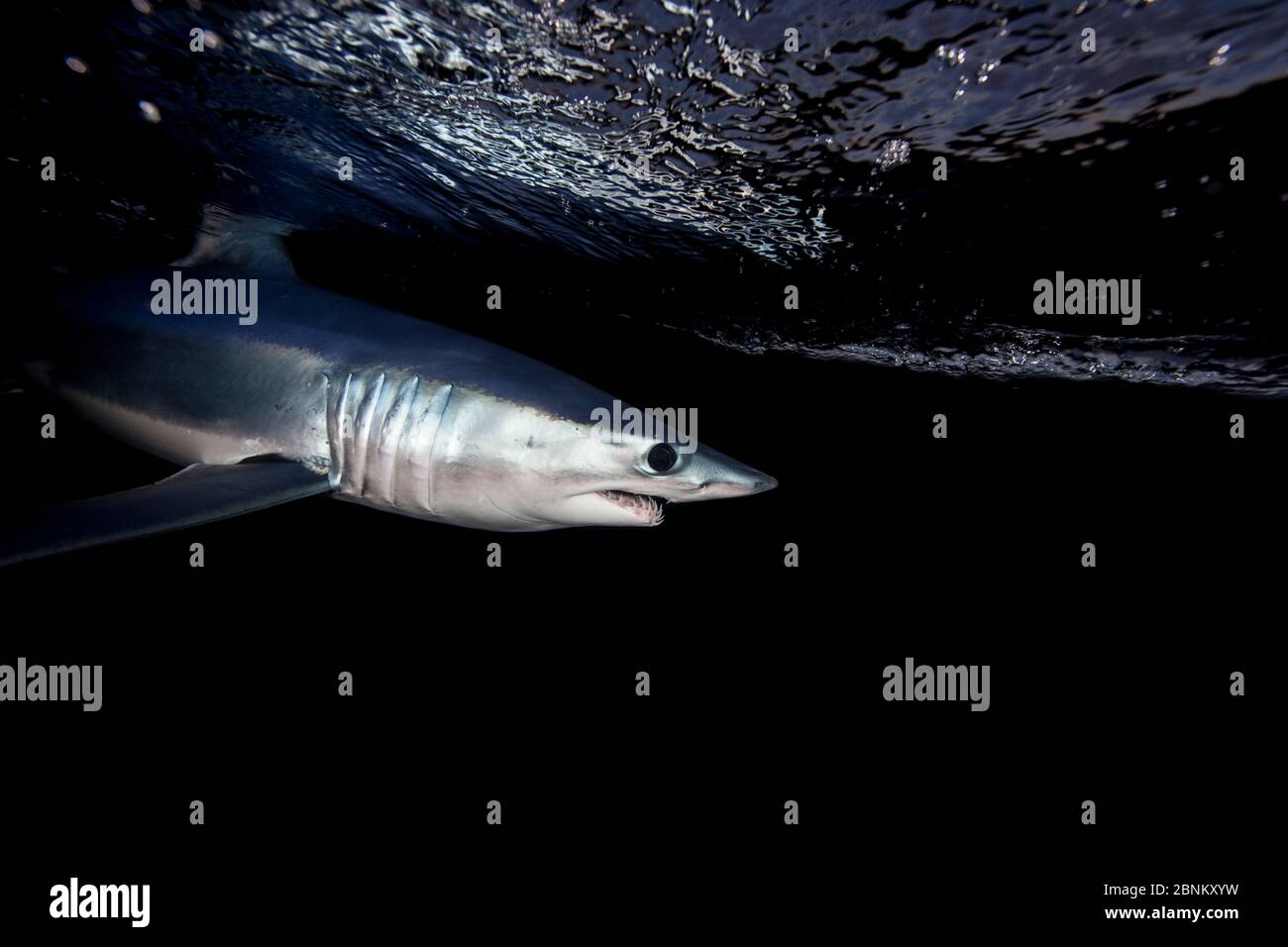 Profil du requin-taupe bleu (Isurus oxyrinchus) la nuit, juste en dessous de la surface, au large de la côte est d'Auckland, Nouvelle-Zélande, juin 2015 Banque D'Images