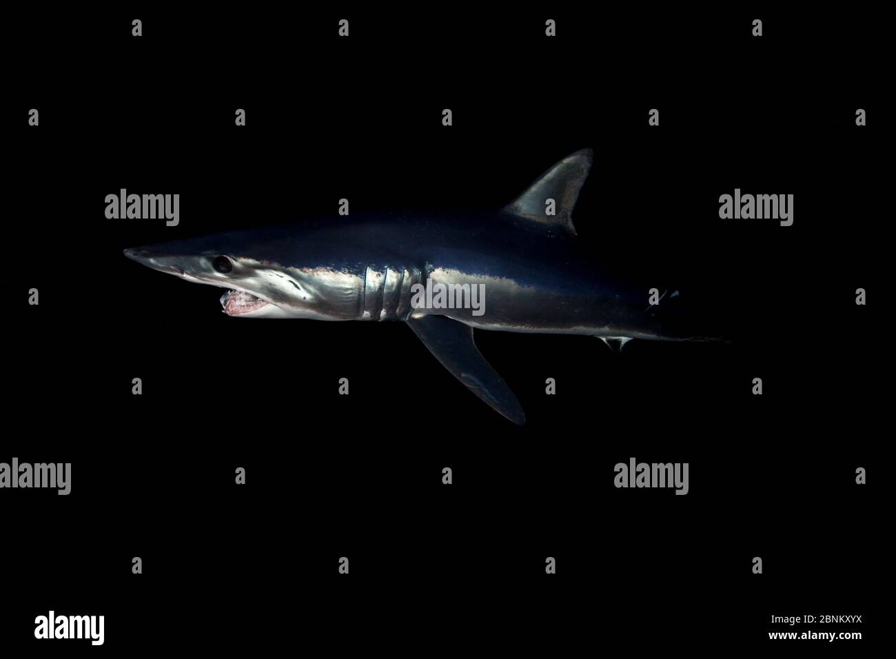 Profil nocturne du requin-taupe bleu (Isurus oxyrinchus), au large de la côte est d'Auckland, Nouvelle-Zélande, juin 2015 Banque D'Images