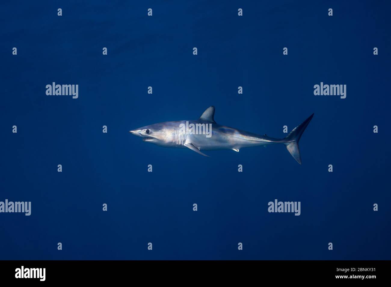 Le requin-taupe bleu (Isurus oxyrinchus) portrait de profil, au large de la côte ouest d'Auckland, Nouvelle-Zélande, Février Banque D'Images