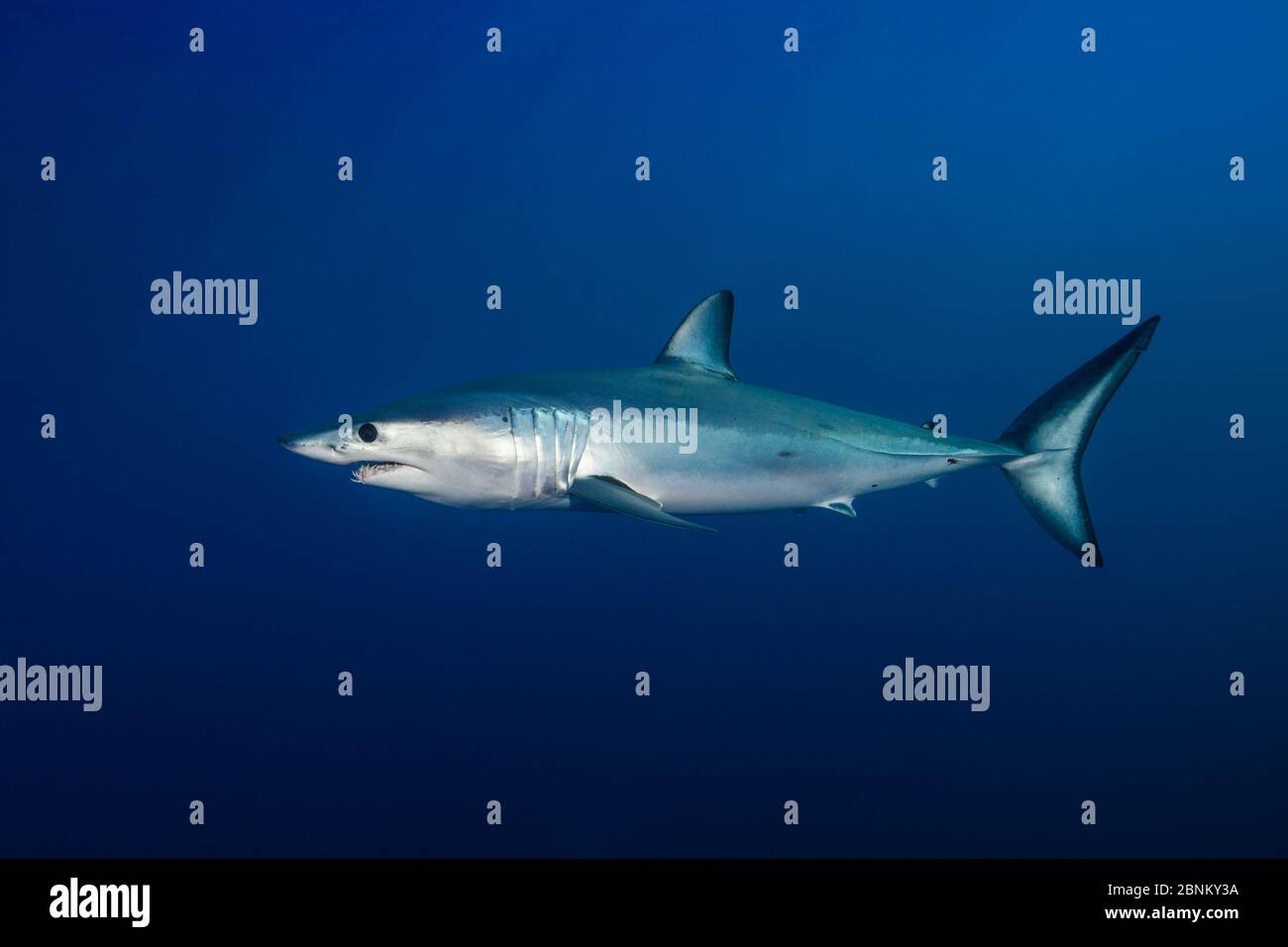 Le requin-taupe bleu (Isurus oxyrinchus) portrait de profil, au large de la côte ouest d'Auckland, Nouvelle-Zélande, Février Banque D'Images