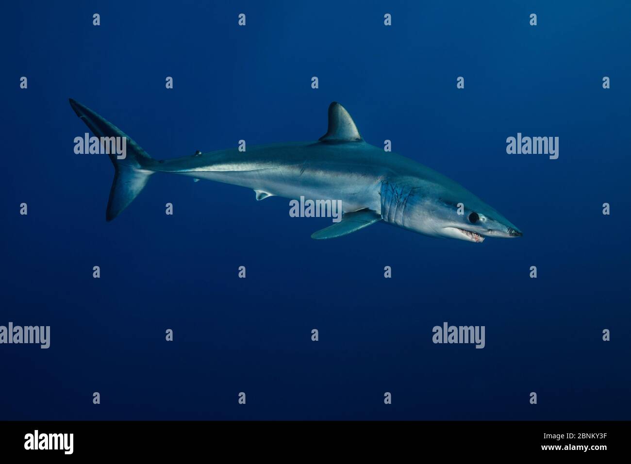 Le requin-taupe bleu (Isurus oxyrinchus) portrait de profil, au large de la côte ouest d'Auckland, Nouvelle-Zélande, Février Banque D'Images