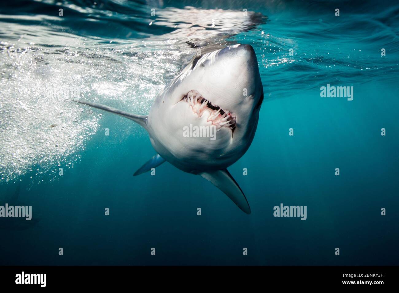 Le requin-taupe bleu (Isurus oxyrinchus) sur la tête juste en dessous de la surface, sur la côte ouest de l'Auckland, Nouvelle-Zélande, Février Banque D'Images