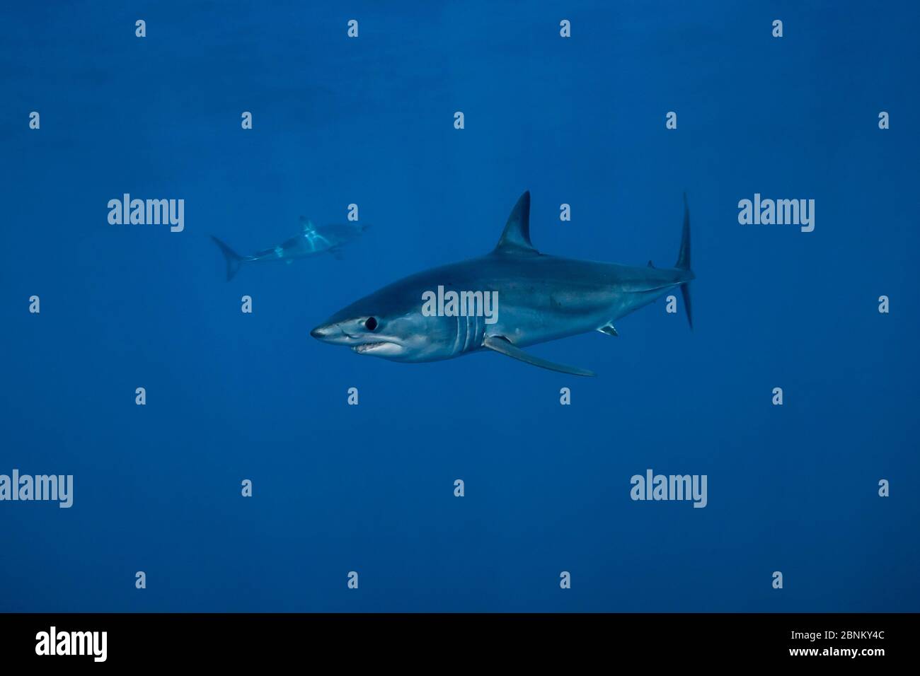Le requin-taupe bleu (Isurus oxyrinchus) portrait de profil, au large de la côte ouest d'Auckland, Nouvelle-Zélande, Février Banque D'Images