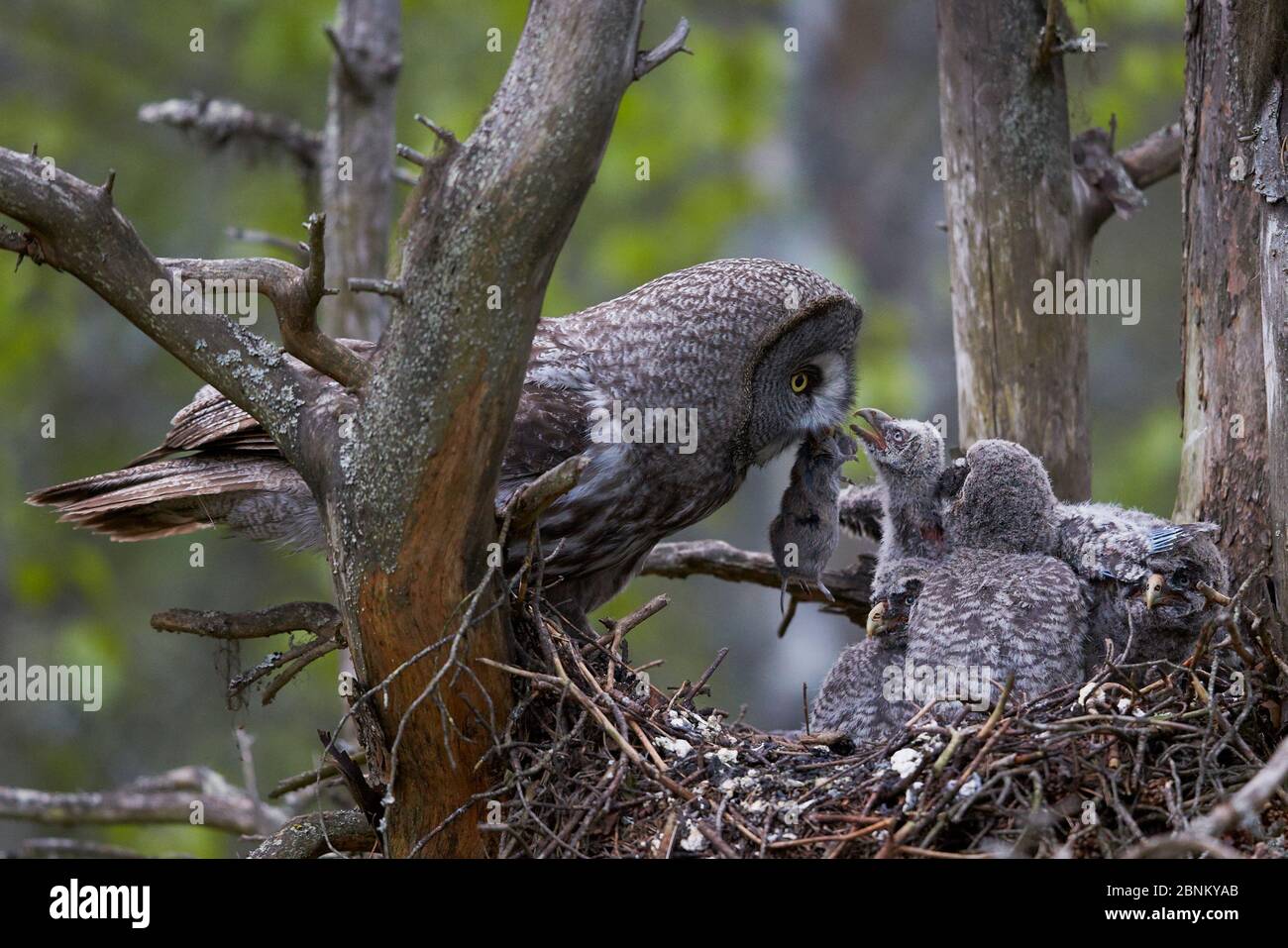 Grand hibou gris (Strix nebulosa) nourrissant des lemming de bois (Myopus schisticolor) aux poussins en nid, Finlande juin Banque D'Images