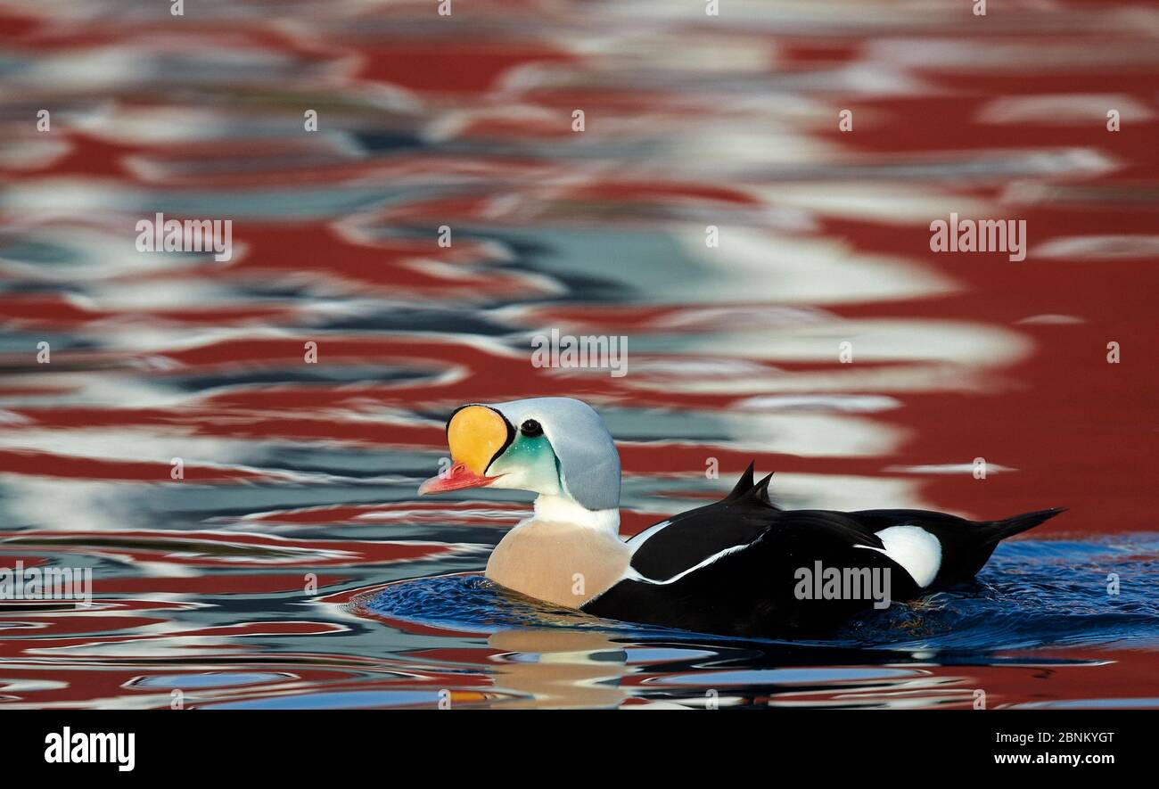 Roi eider (Somateria spectabilis) mâle sur l'eau, Batsfjord, Norvège Mars Banque D'Images