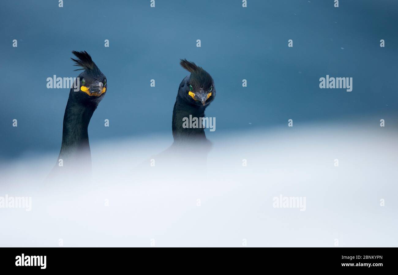 Shag (Phalacrocorax aristotelis) montrant deux têtes au-dessus de rock, Vardo, Norvège Mars Banque D'Images