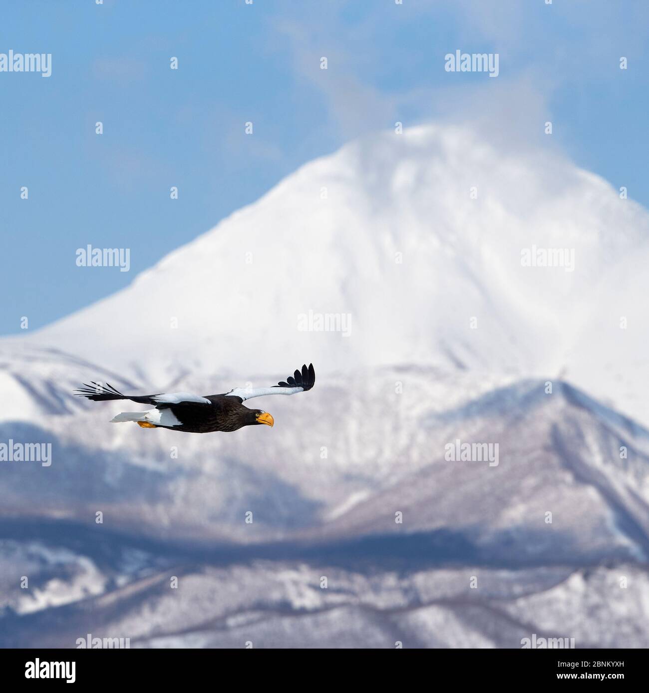 L'aigle de mer de Steller (Haliaeetus pelagicus) en vol avec des montagnes derrière, Hokkaido Japon Février Banque D'Images