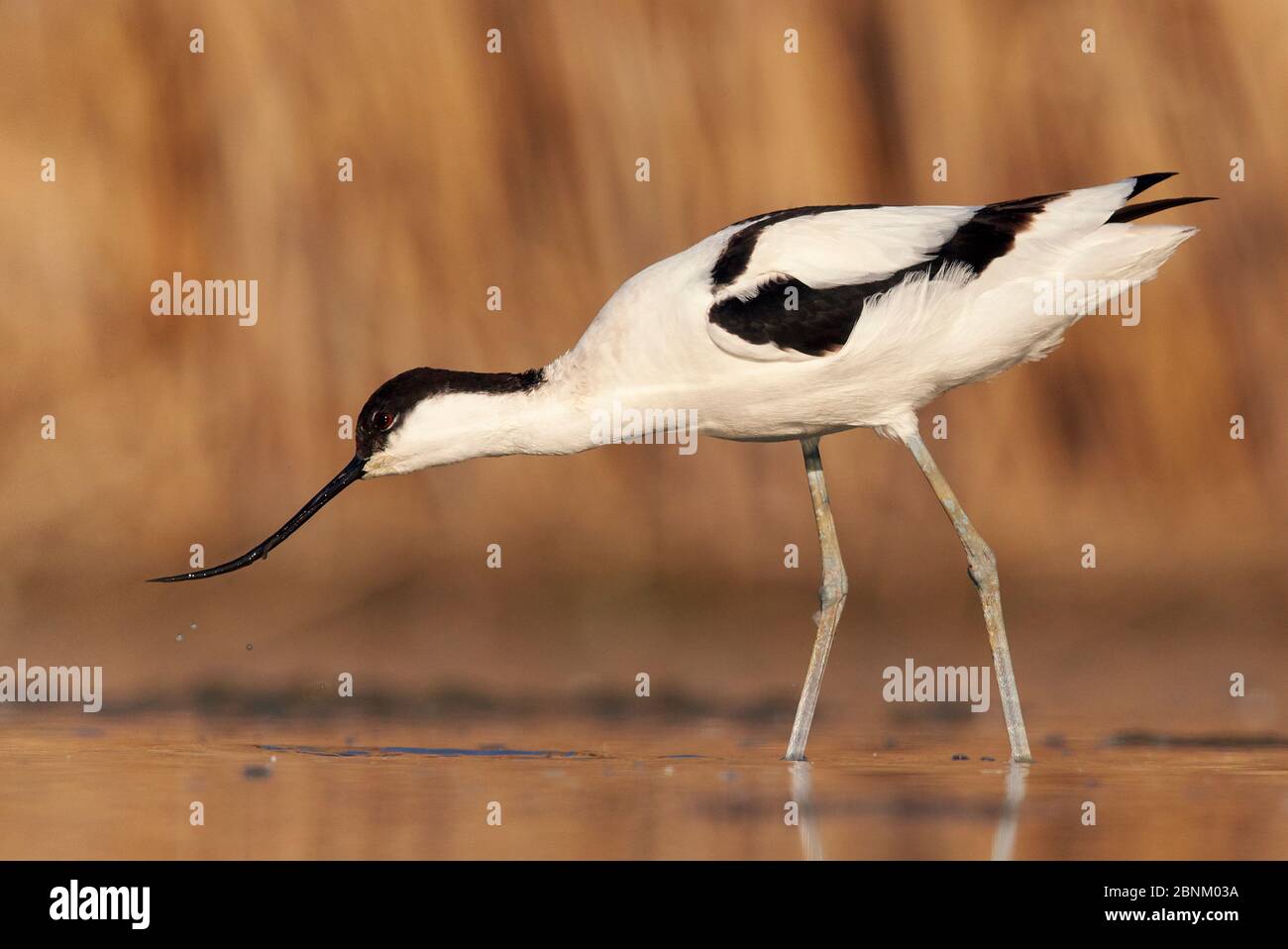 Avocet (Recurvirostra avosetta) se nourrissant dans les zones humides, Hongrie Mai Banque D'Images