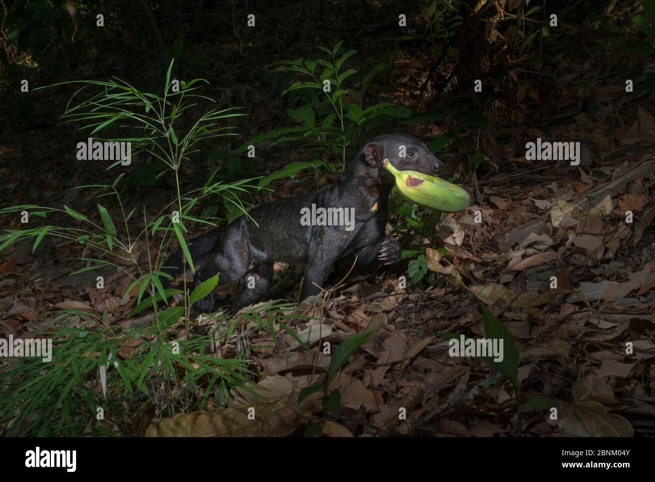 Tayra (Eira barbara) avec plantain, photo piège, Costa Rica. Mars 2015. Banque D'Images