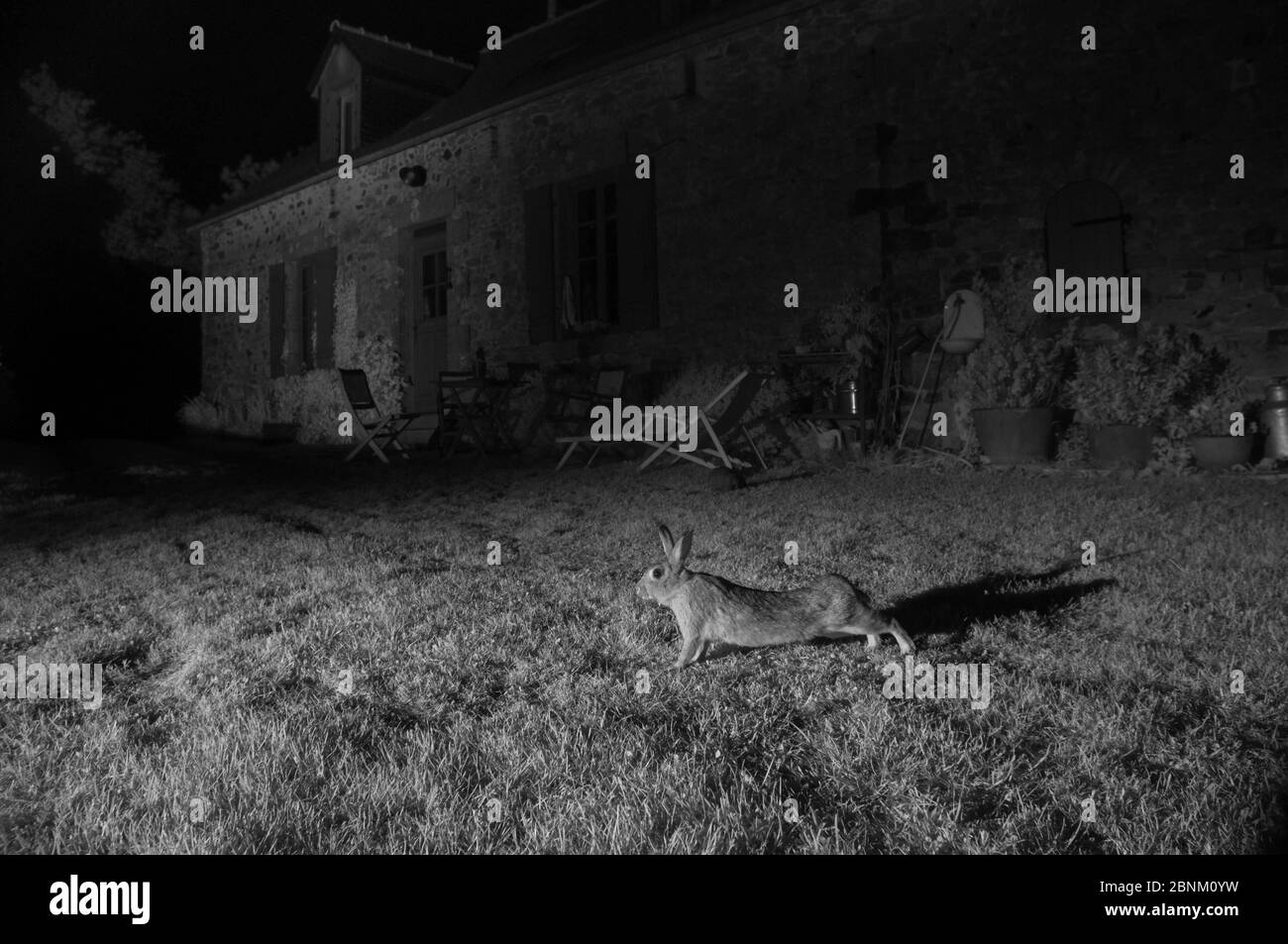 Lapins européens (Oryctolagus cuniculus) s'étendant à l'extérieur de la maison, pris avec la lumière infrarouge. France, juin. Banque D'Images
