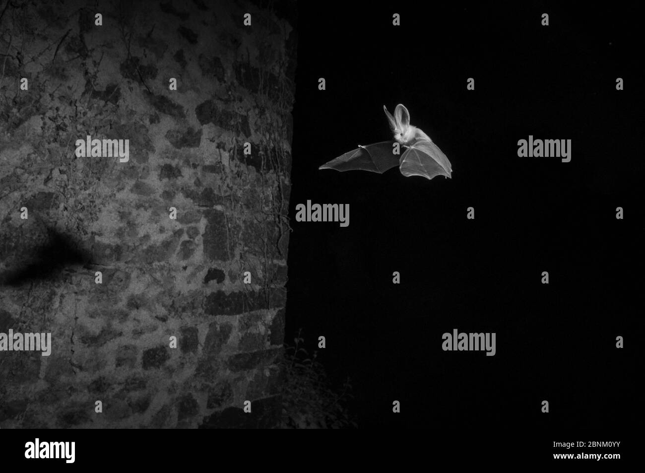Chauve-souris longue (Plecotus austriacus) volant dans le jardin pris avec lumière infrarouge la nuit. France, mai. Banque D'Images