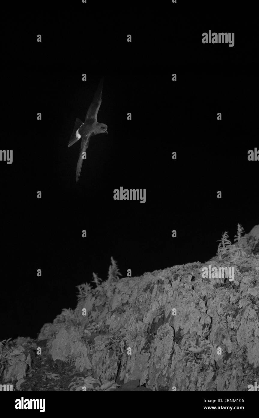 Le pétrel d'orage (Hydrobates pelagicus) en vol de nuit, pris avec photo infrarouge, pays de Galles, Royaume-Uni, juillet. Banque D'Images