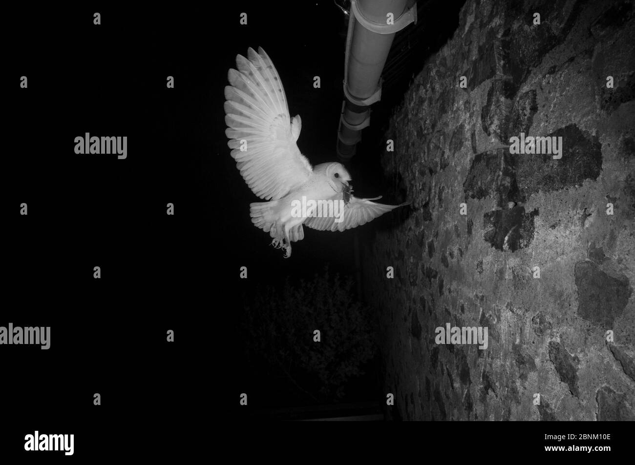 La chouette de la grange (Tyto alba) qui vole pour nicher dans les avant-bouées avec des proies, prise avec lumière infrarouge la nuit France, juin. Banque D'Images