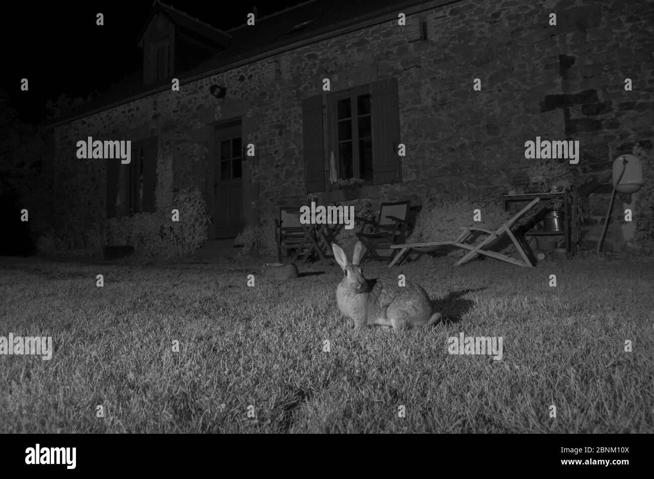 Lapins européens (Oryctolagus cuniculus) à l'extérieur de la maison, pris avec lumière infrarouge la nuit. France, juin. Banque D'Images