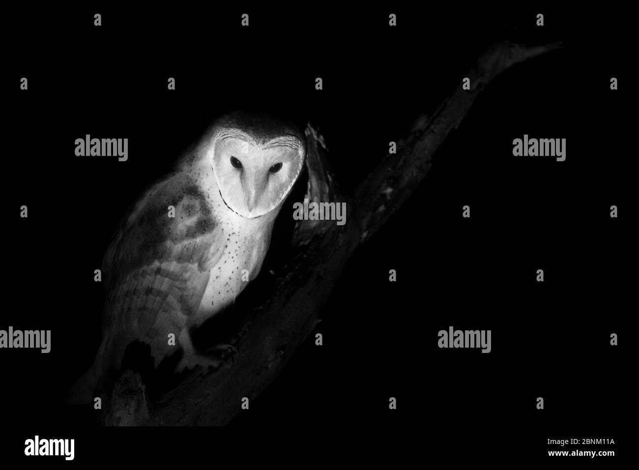 Hibou de la grange (Tyto alba), pris avec lumière infrarouge la nuit France, janvier. Banque D'Images