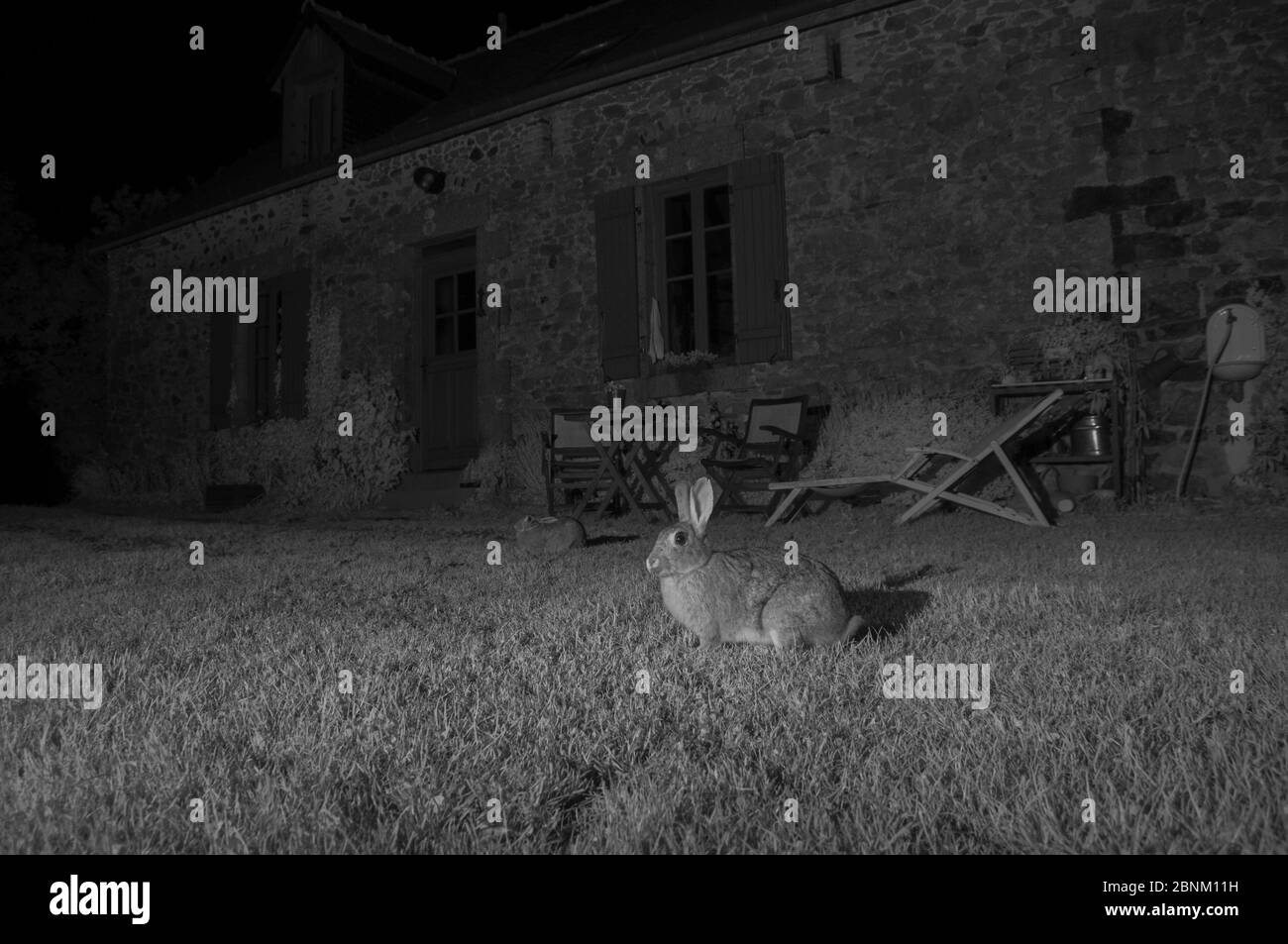 Lapins européens (Oryctolagus cuniculus) à l'extérieur de la maison, pris avec lumière infrarouge la nuit. France, juin. Banque D'Images