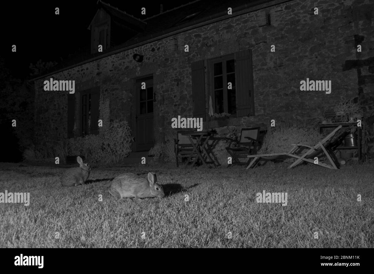 Lapins européens (Oryctolagus cuniculus) en extérieur de la maison, pris avec lumière infrarouge la nuit, France, juin. Banque D'Images