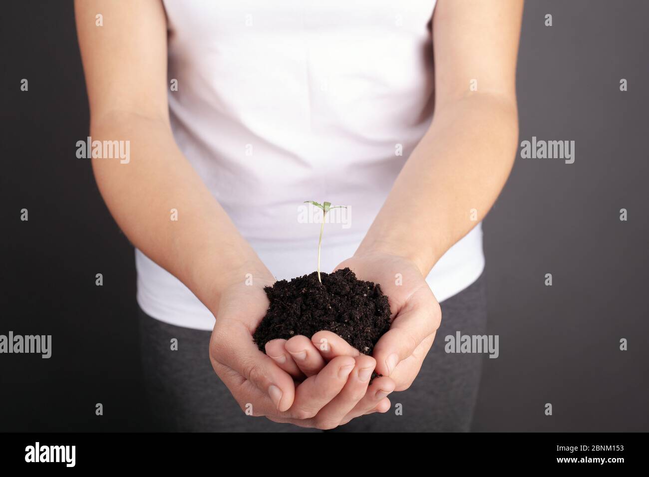 femme tenant une jeune plante de cannabis médical dans ses mains. germe de marijuana dans les paumes. Banque D'Images