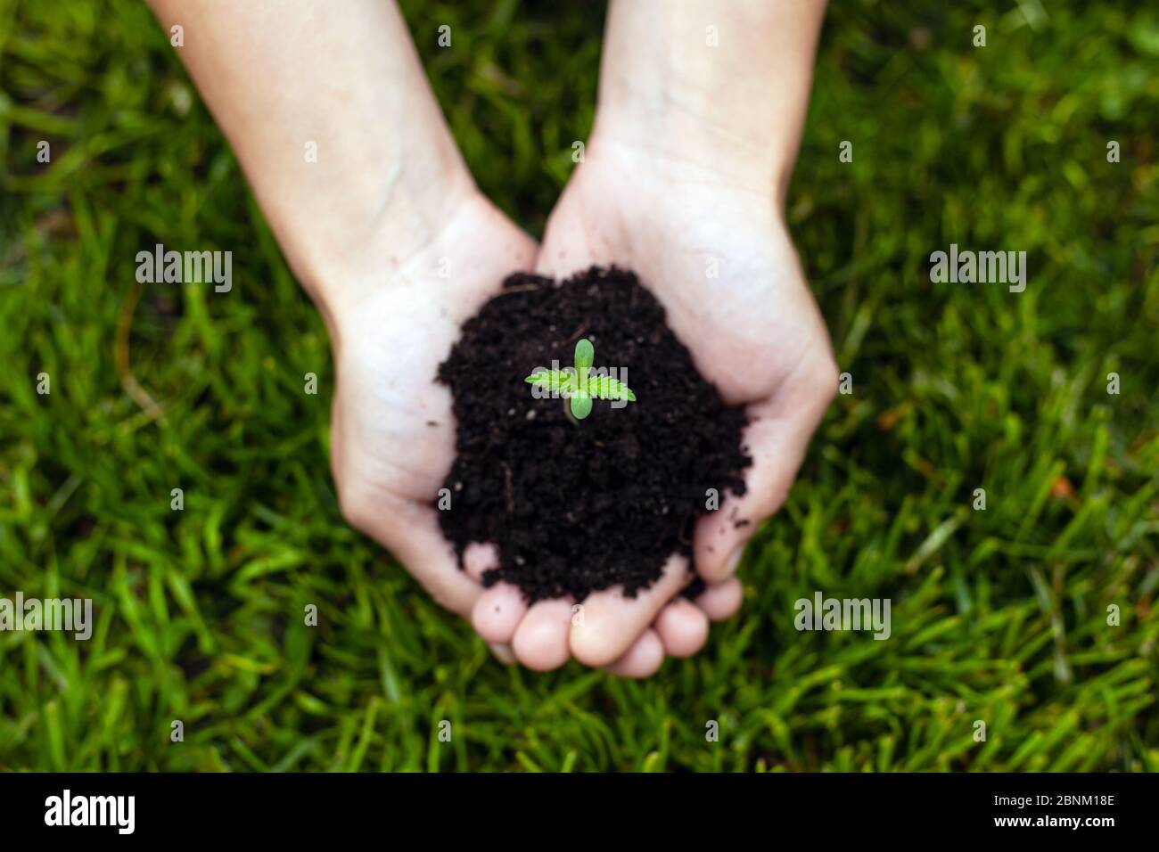 mains tenant un jeune germe de marijuana médicale sur un fond d'herbe verte de près, plante de cannabis dans les paumes. Banque D'Images