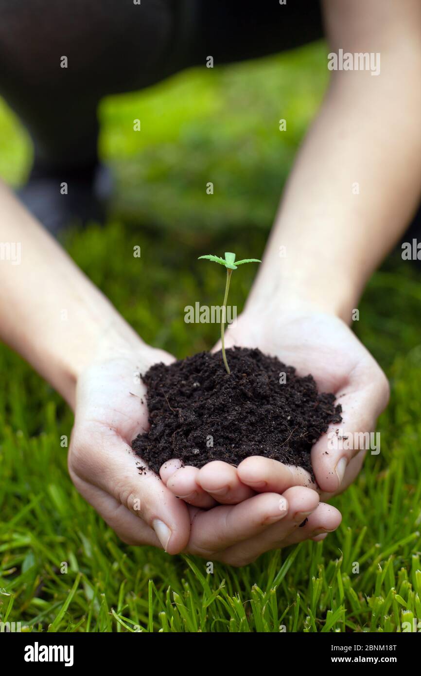 mains tenant un jeune germe de marijuana médicale sur un fond d'herbe verte de près, plante de cannabis dans les paumes. Banque D'Images