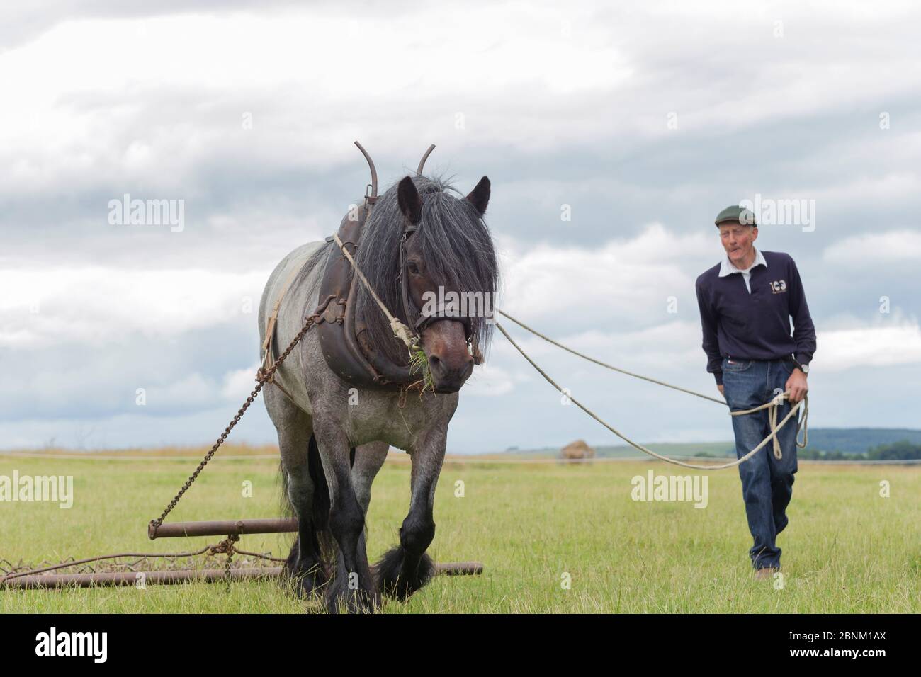 Un agriculteur labourant un terrain avec Dale Pony, près du château de Barnard, comté de Durham, Angleterre, Royaume-Uni, juillet. Race en danger critique de disparition. Banque D'Images