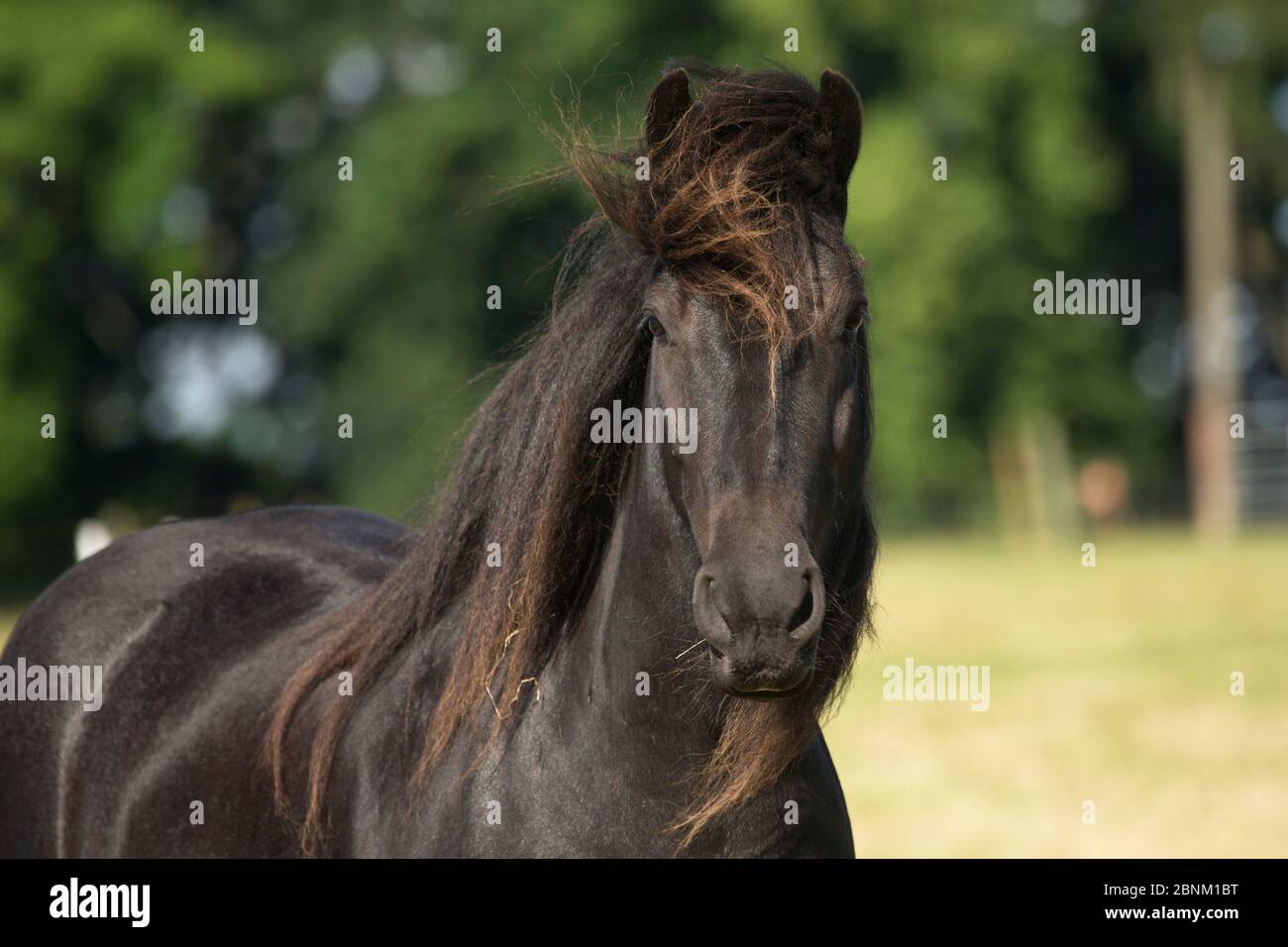 Photo d'un poney Dales, au musée Killwespérance, près de Cowshill, Upper Weardale, comté de Durham, Angleterre, Royaume-Uni. Race en danger critique de disparition. Banque D'Images