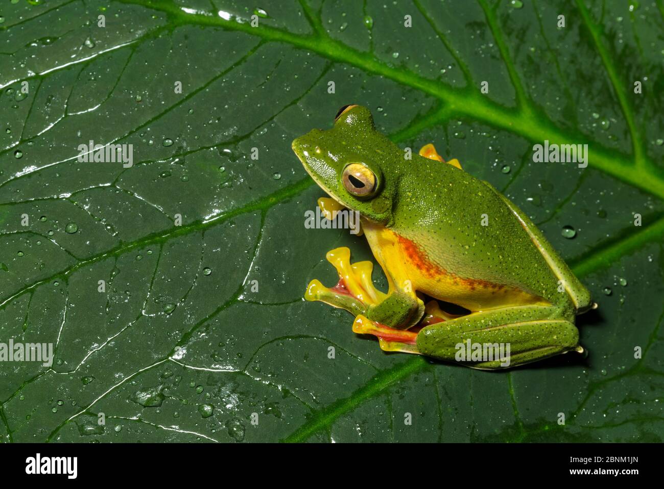 MALABAR (Rhacophorus malabaricus), homme assis sur la feuille de plante. Endémique aux Ghats occidentaux. Coorg, Karnataka, Inde. Banque D'Images