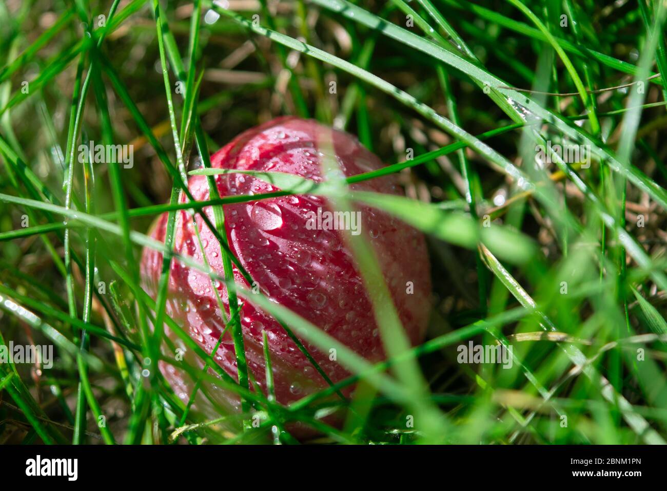 La pomme rouge se trouve dans l'herbe verte recouverte de rosée Banque D'Images