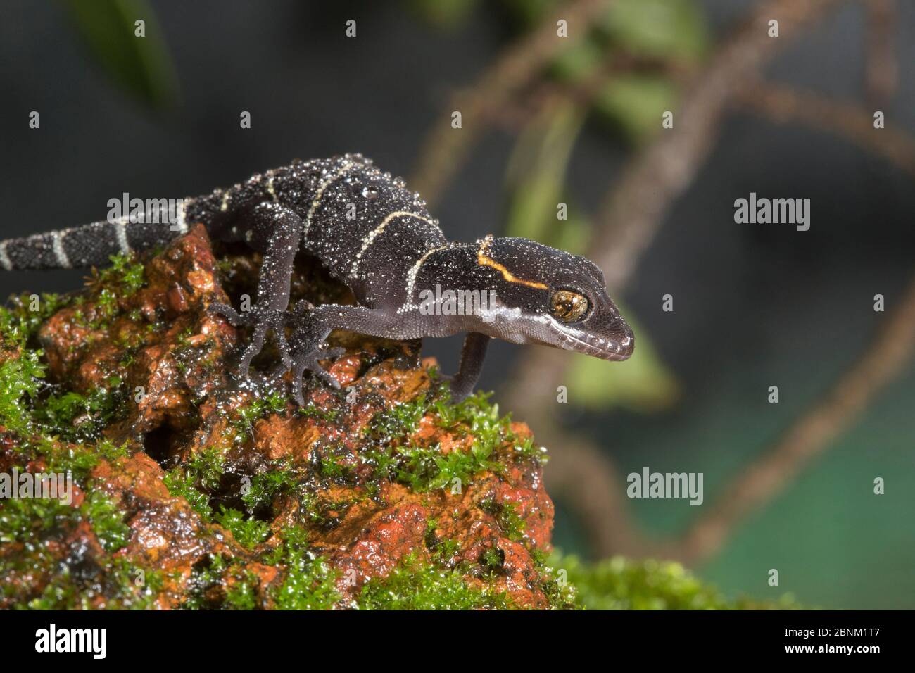 Deccan Ground gecko (Cyrtodactylus albofasciatus) sur le fond de la forêt. Amboli, Maharashtra, Inde. Endémique aux Ghats occidentaux. Banque D'Images