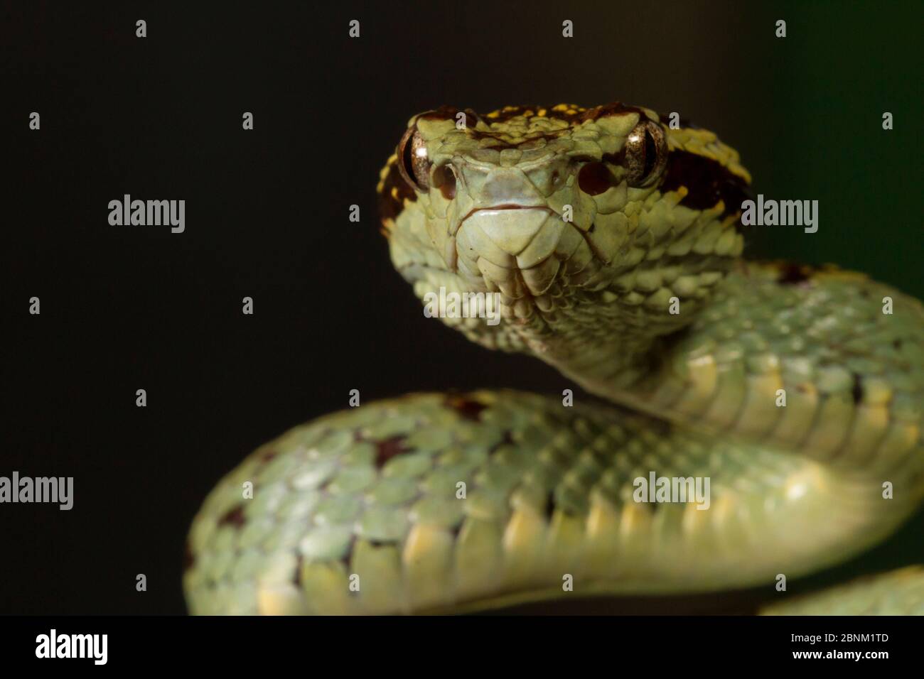 Pit Viper Malabar (Trimeresurus malabaricus), couleur vert morph. Agumbe, Karnataka, Western Ghats, India. Endémique. Banque D'Images