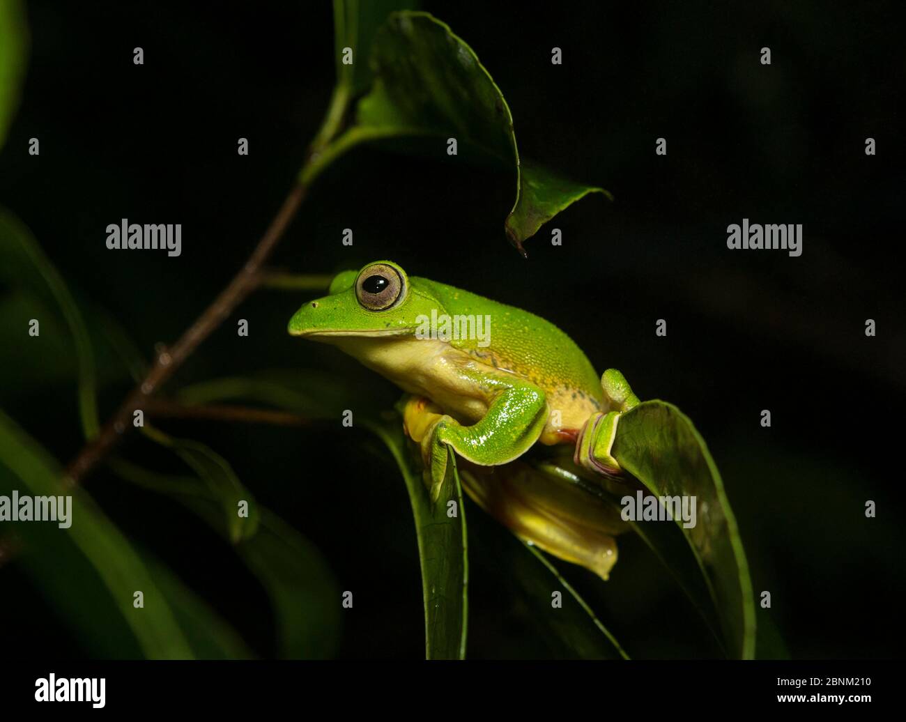 MALABAR (Rhacophorus malabaricus), homme assis sur la branche. Coorg, Karnataka, Inde. Endémique aux Ghats occidentaux. Banque D'Images