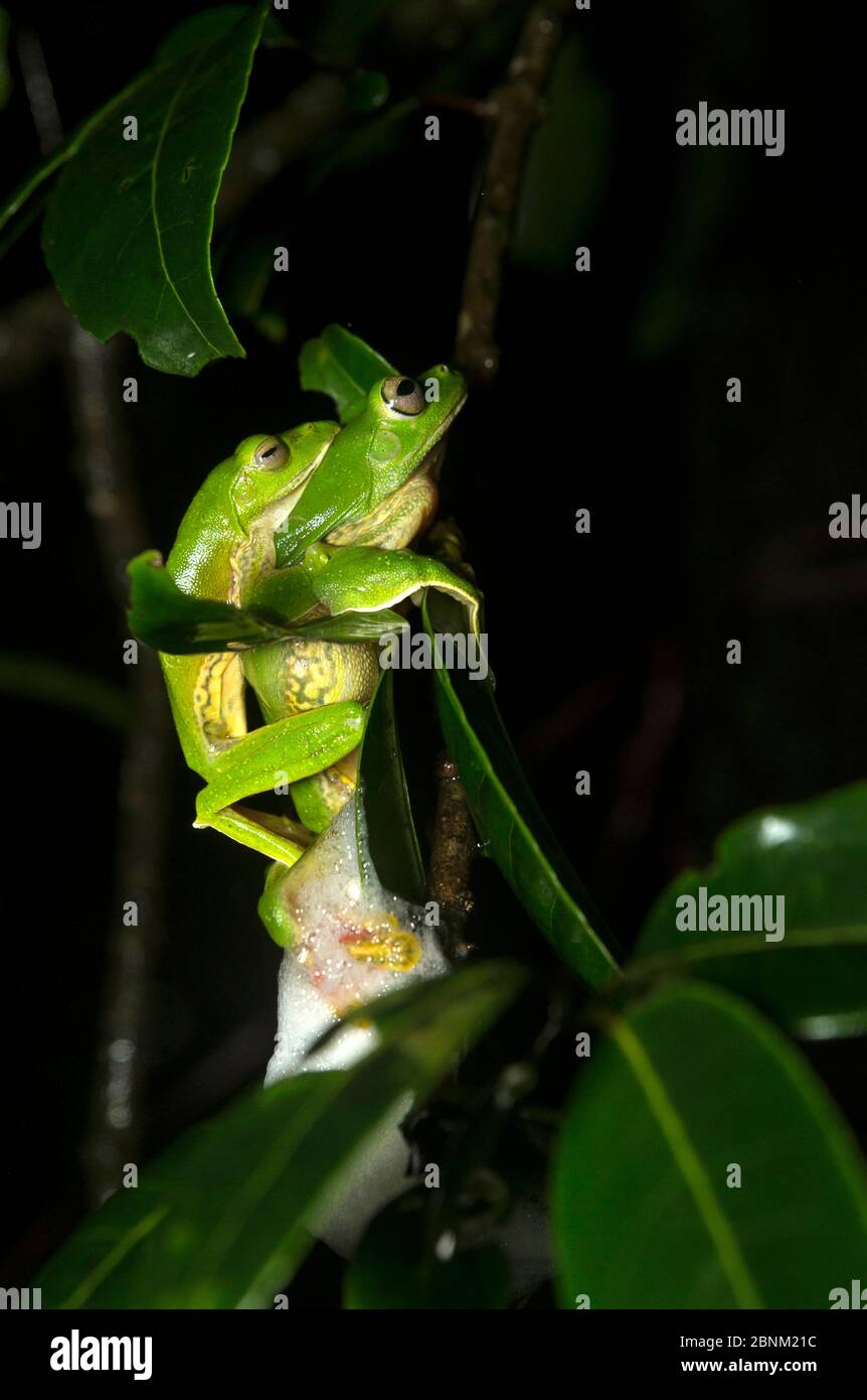 La grenouille de glisse MALABAR (Rhacophorus malabaricus), paire dans l'ampellophore, la mousse de construction niche sur le corps de l'eau. Coorg, Karnataka, Inde. Endémique à Ghat occidental Banque D'Images