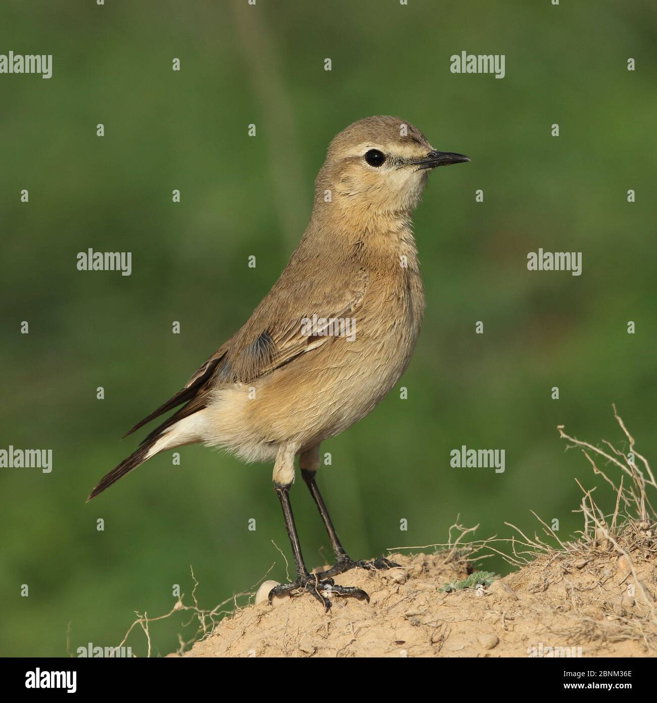 Isabelline Wheatear (Oenanthe isabellina) Oman, mars Banque D'Images