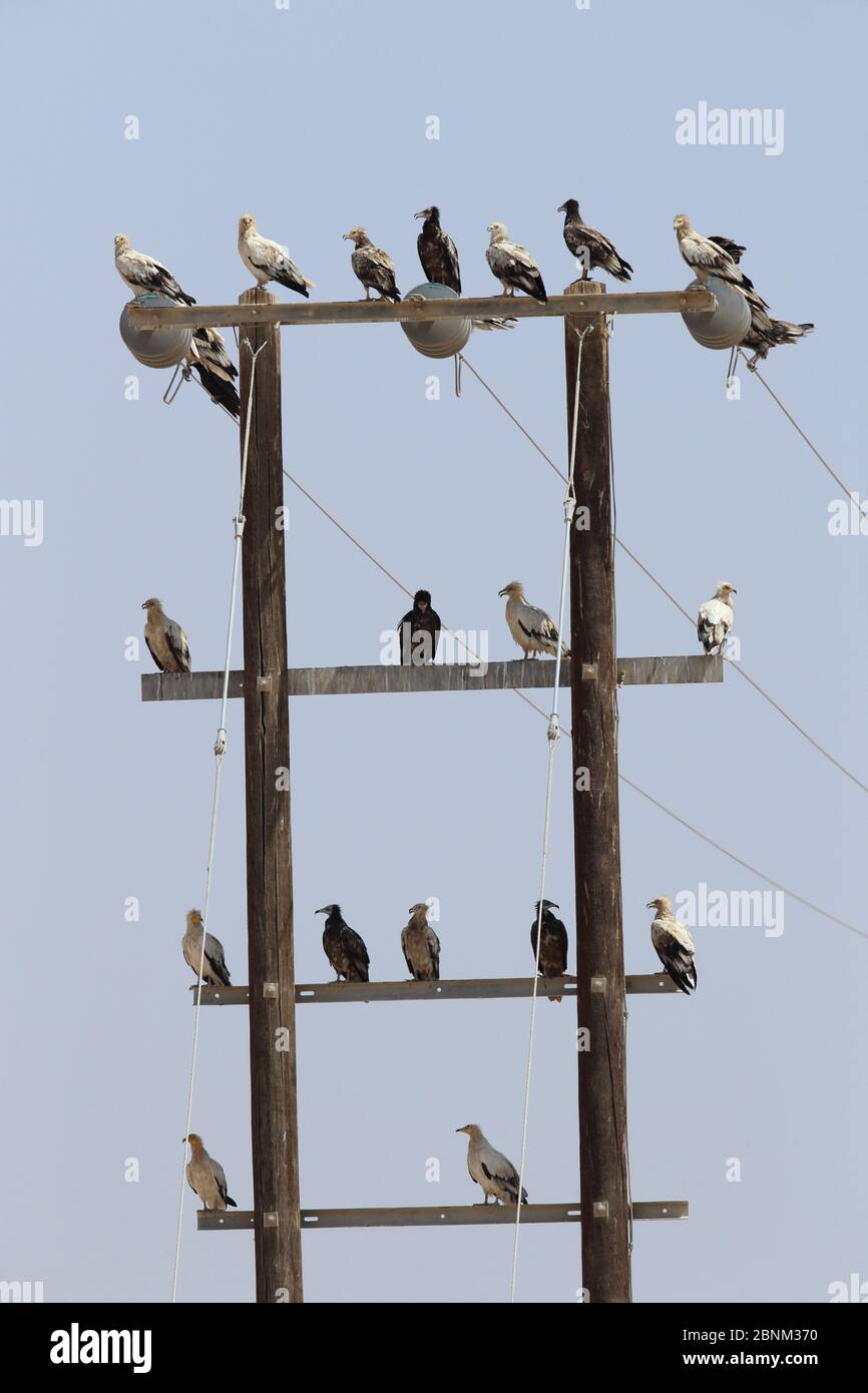 La vautour égyptienne (Neophron percnopterus) se floque sur le mât télégraphique, Oman, octobre Banque D'Images
