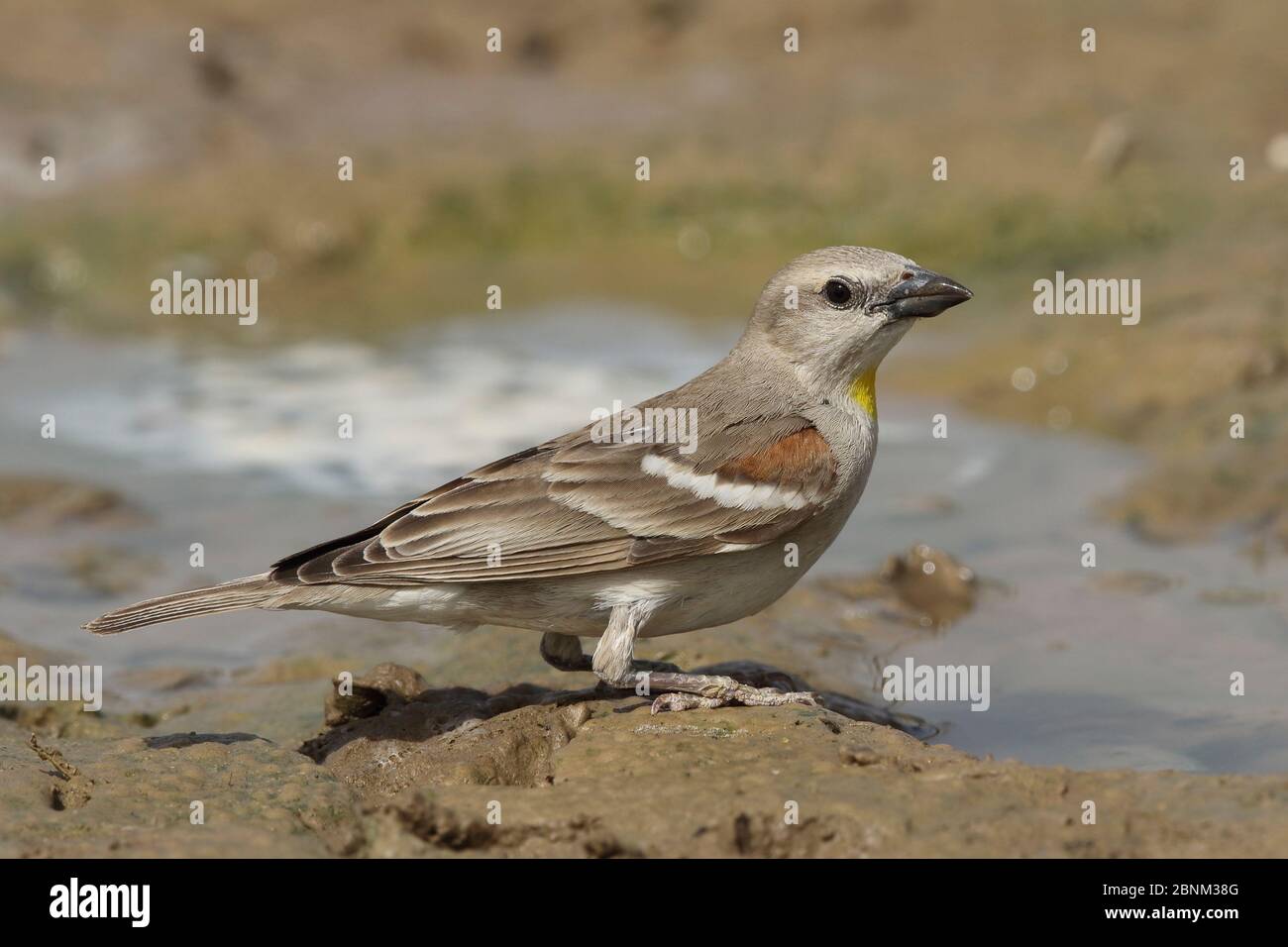 Bruant à gorge jaune (Gymnoris xanthocollis) mâle dans l'eau, Oman, avril Banque D'Images