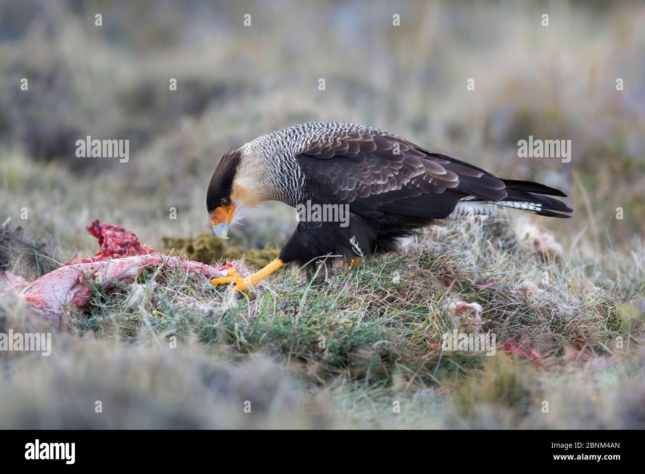 Caracara à crête du sud (Polyborus plancus) se nourrissant au sol, Torres del Paine , Chili Banque D'Images