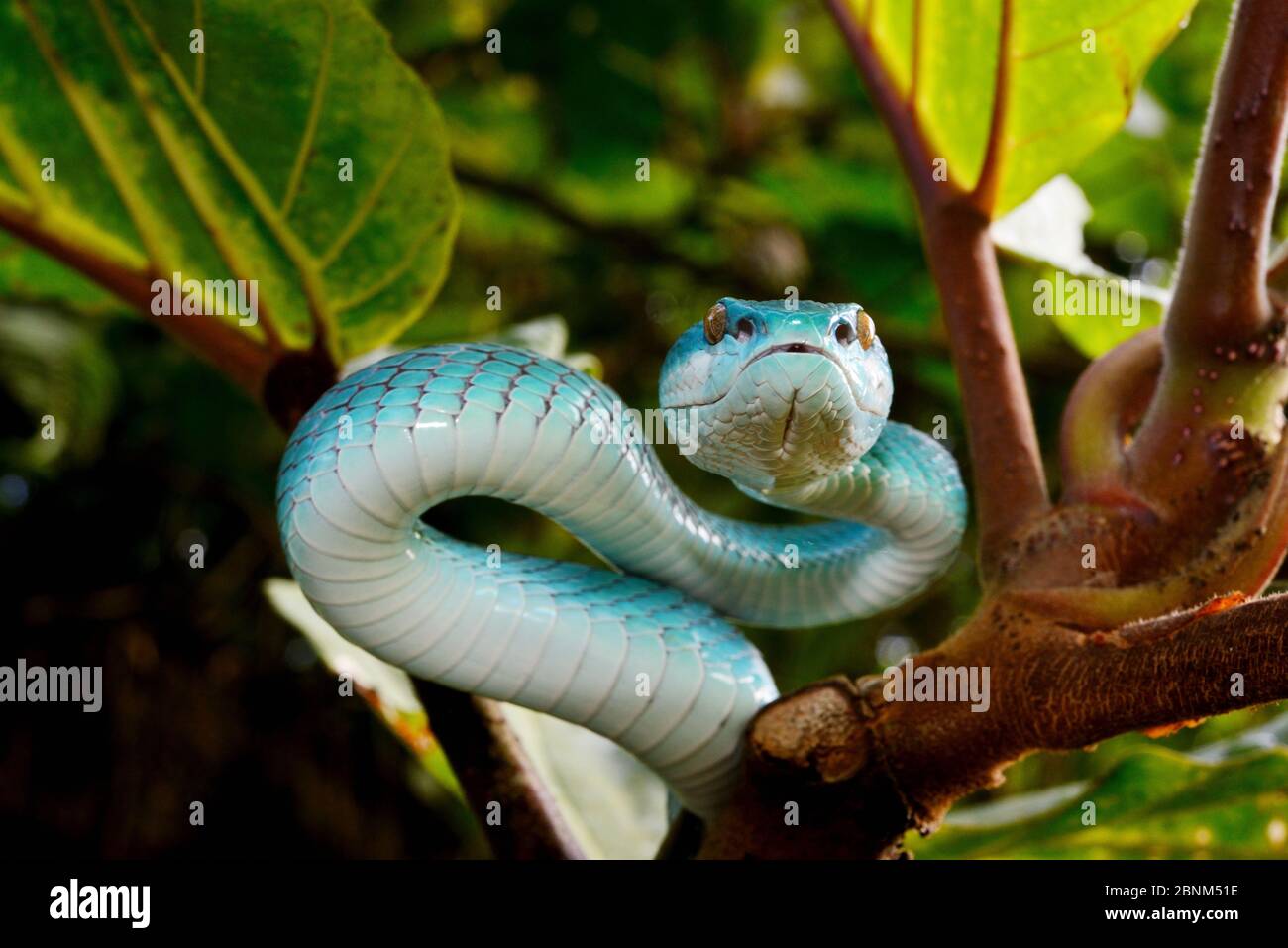 L'île de la sonde (pitviper Trimeresurus insularis) dans l'arbre, l'île de Komodo. Banque D'Images