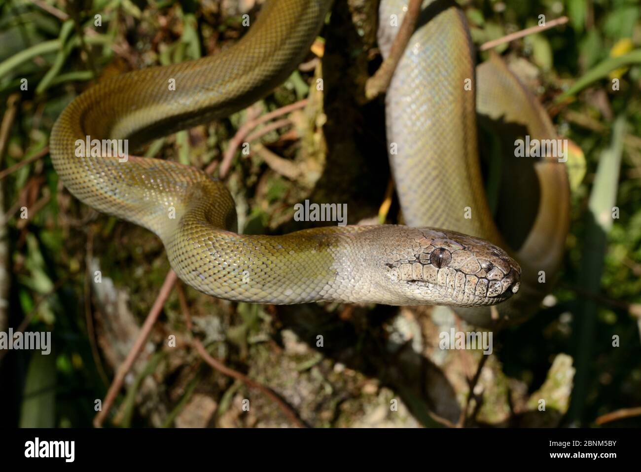Python d'olive de Papuan (Liasis papuana) Papouasie-Nouvelle-Guinée. Banque D'Images