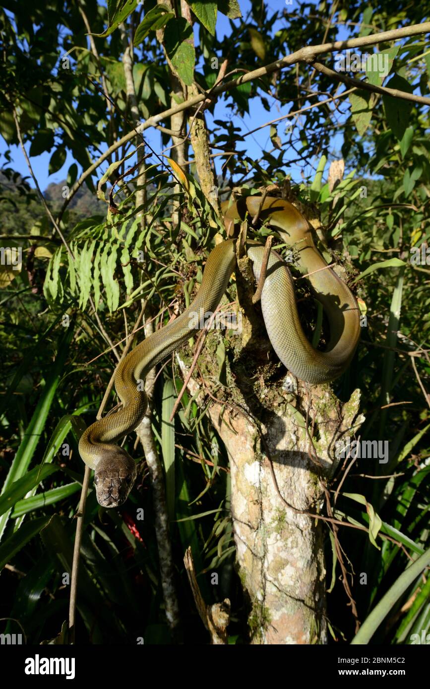 Python d'olive de Papuan (Liasis papuana) dans l'arbre, Papouasie-Nouvelle-Guinée. Banque D'Images