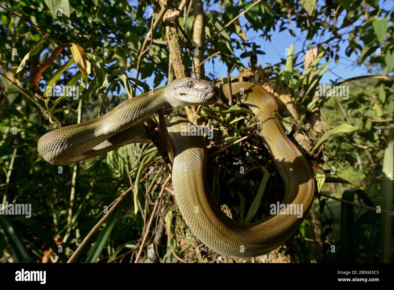 Python d'olive de Papuan (Liasis papuana) dans l'arbre, Papouasie-Nouvelle-Guinée. Banque D'Images
